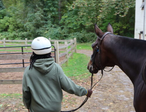 How Philly Gamblers Helped Raise $500K Toward a Fresh Horse Barn  For Kids in Fairmount Park